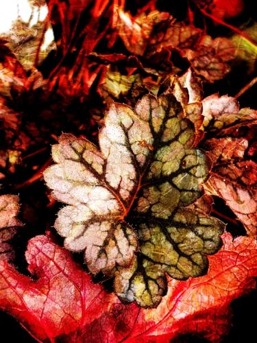 Itt van újra - Gyimóthy Gábor (fotó)