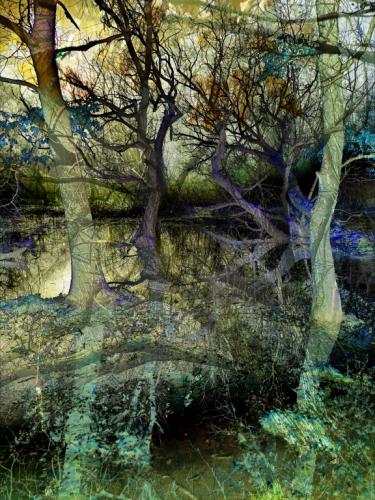 Mindenhol élet - Gyimóthy Gábor (fotó)